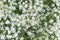 Hemlock white flowers in spring