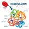Hemoglobin in red blood cells as oxygen transport metalloprotein scheme.