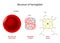 Hemoglobin structure. Red blood cell, hemoglobin molecule, and structural formula of a Heme