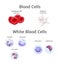 Hemoglobin and white blood cells lymphocytes in blood plasma vector