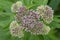 Hemp-agrimony Eupatorium cannabinum, budding pink flowers