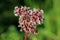 Hemp agrimony or Eupatorium cannabinum perennial ornamental plant with flower head full of open tiny fluffy pale dusty pink