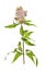 Hemp-agrimony flowers and foliage