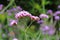 Hemp Agrimony Or Holy Rope Flower