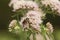 Hemp Agrimony, Koninginnenkruid, Eupatorium cannabinum