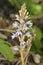 Hemp Broomrape