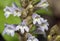 Hemp Broomrape