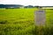 A hemp field in Hesse, m Germany. Legal hemp cultivation for medicine or food