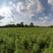 Hemp field. high resolution, Isolated on White Background.