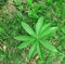 hemp leaf in green grass