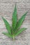 Hemp leaf on wooden background.