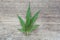 Hemp leaf on wooden background.