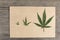 Hemp leaves and flowers with craft blank paper on old grunge wooden background. Top view. Minimalistic mockup.