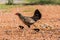 Hen with baby chickens chicks standing/hidding together on a far