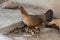 Hen with baby chickens chicks standing/hidding together on a farm, mother chicken protecting teaching baby chicken