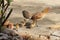 Hen with baby chickens chicks standing/running together on a farm, mother chicken protecting teaching baby chicken