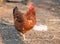 Hen in bio farm - Outdoor chicken