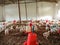 hen birds gathering into the poultry farmhouse in soil background