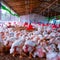 hen birds gathering into the poultry farmhouse in soil background