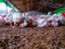 hen birds gathering into the poultry farmhouse in soil background