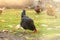 Hen Black Copper Marans walking in farm yard. Dark domestic chicken free range walk on green lawn, soft selective focus