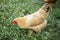 Hen brown Eating grass on the farm