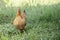 Hen brown Eating grass on the farm