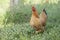 Hen brown Eating grass on the farm