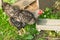 Hen, brown-white feathered hen at farmyard, hen on spring meadow with daisies