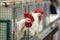 Hen in cages of industrial farm, portrait of the white crowing rooster close-up. Concept of poultry farming and