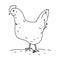 Hen chicken bird illustration vector