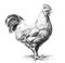Hen chicken standing engraved hand drawn sketch
