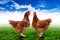 Hen, Chickens on the green meadow and blue sky background
