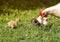 Hen with chickens walking on grass in village