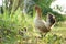 Hen with chickens walking in green grass yard.Bantam chick with her family.Chicken following their mother in the morning