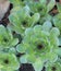 Hen And Chicks