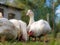 Hen, chicks and ducks in the garden