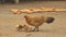 Hen and Chicks Eating Rice on Concrete Yard - Asian Garden