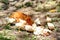 Hen with chicks on a farm