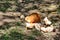 Hen with chicks on a farm