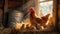 Hen with chicks on a farm, rustic country morning sunshine. cozy barnyard scene captures rural life. warm lighting