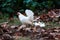 Hen with chicks on the field