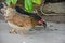 Hen with chicks find food on the floor