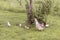 A hen with chicks on green grass in countryside.
