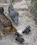 Hen with chicks pecking grain in poultry. Hen with chickens. Domestic birds