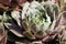 Hen and Chicks Rosettes - Sempervivum atlanticum