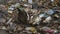Hen and chicks scratch through litter, Conakry slum