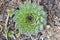 Hen and Chicks Sempervivum Green Wheel covered with morning frost