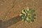 Hen and Chicks Succulent Cactus Plant Background Natural Sunlight Macro