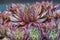 Hen and Chicks Succulent Plant